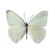 APPIAS DRUSILLA